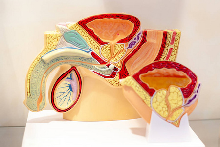 男性尿道图片-男性尿道素材-男性尿道插画-摄图新视界