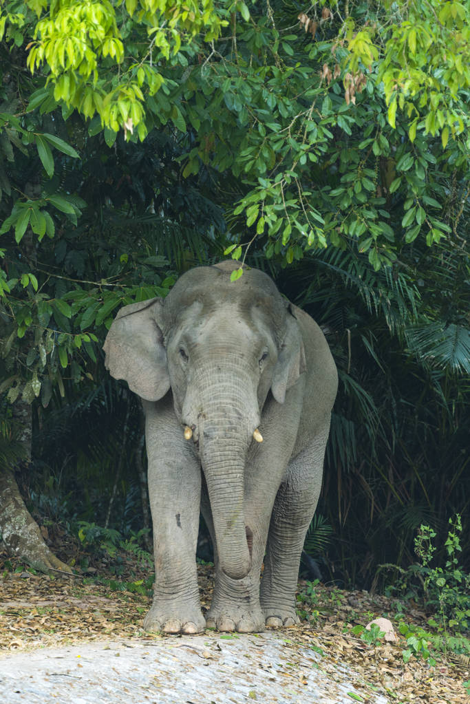 在考艾国家公园的亚洲象.泰国