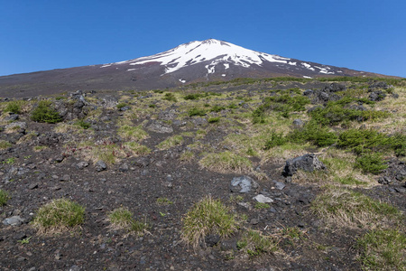 顶部的富士山雪与富士山自然休闲森林步道在春天