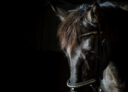 在黑暗中的那匹黑马的特写肖像照片