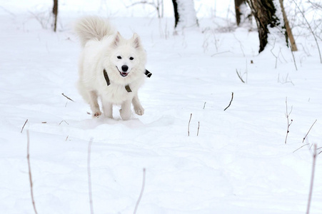 白色西伯利亚哈士奇在雪地上奔跑