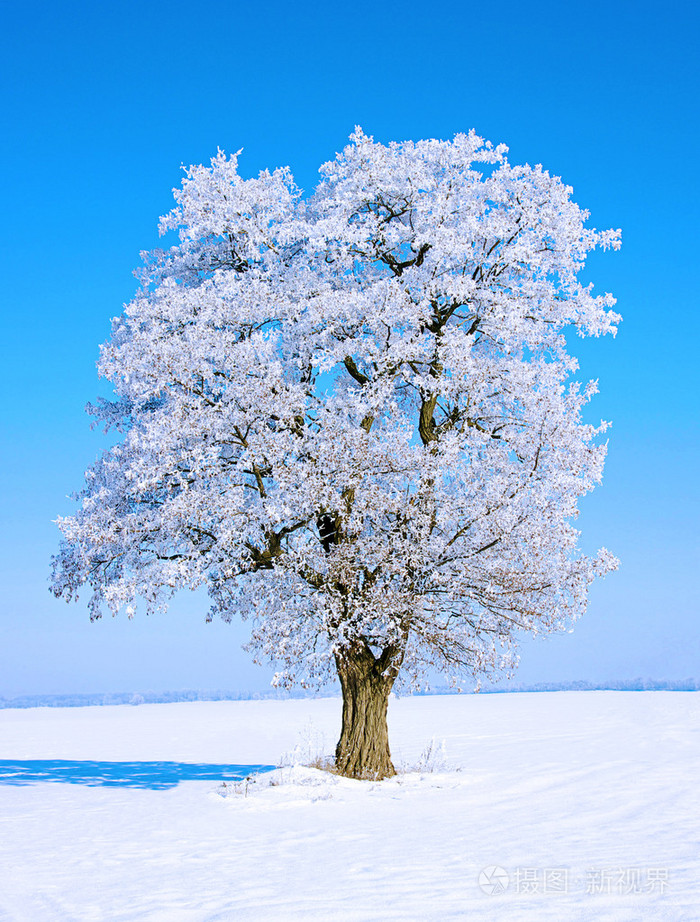 霜雪树