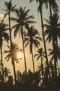 美丽的热带椰子棕榈树在天空复古过滤器