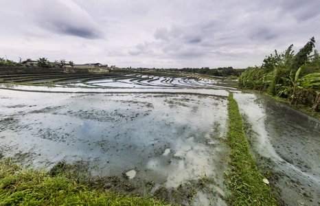 水稻梯田景观