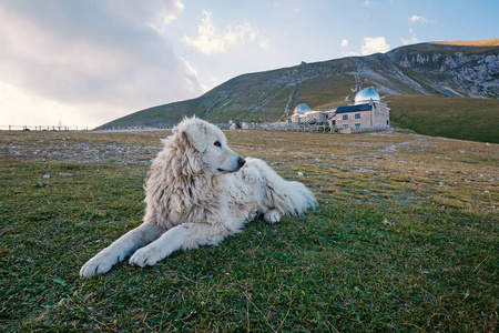 Maremma 牧羊犬躺在草原莫纳什普拉托的草地上。大萨索, 意大利