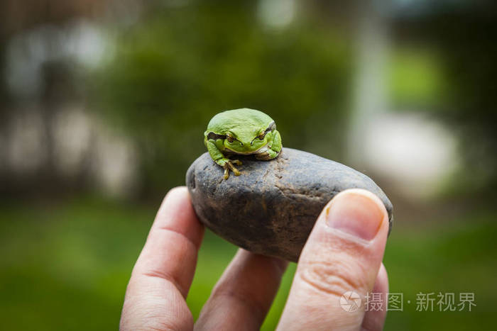 大 6720*4480px无水印下载免费10次/天下载小样发票合同问题/举报青蛙