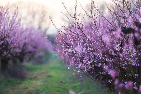 花开花, 特写视图