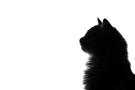毛茸茸的猫，在白色背景上的剪影