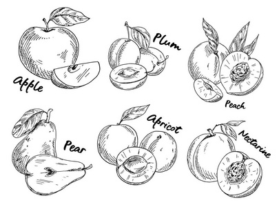 苹果李子梨杏的素描