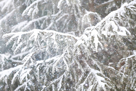 冰雪覆盖的冬季森林