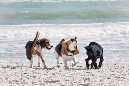 狗猎犬海