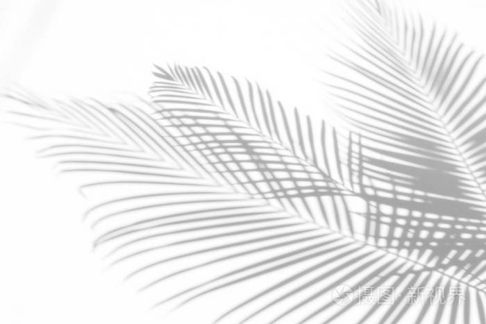 抽象背景的阴影棕榈叶在白墙上.白色和黑色