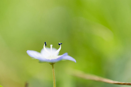 维罗妮卡桃是一朵非常美丽的花