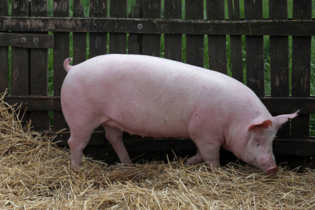 年轻健康猪 lenjoyed 夏天阳光在农场照片