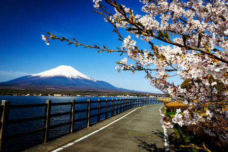 山中湖富士山与樱花图片