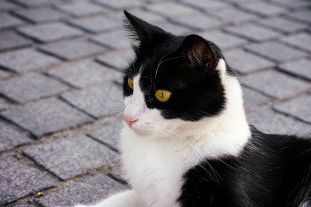 黑白相间的猫躺在人行道上