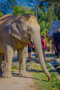 美丽的大象吃小香蕉前面的地面在清迈的丛林保护区, 在灿烂的一天, 蓝天