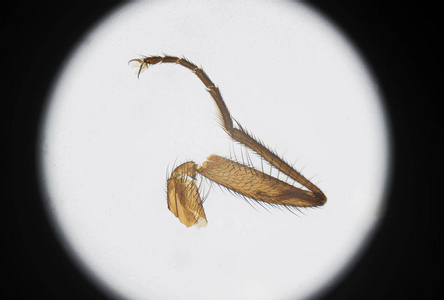 家蝇腿的显微摄影照片