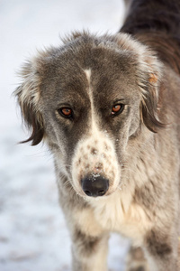 Tazy，或中央亚洲灰狗或哈萨克灰狗，土库曼灵缇是狩猎犬品种