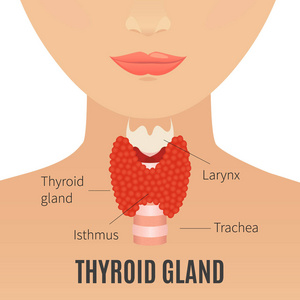 甲状腺的女人剪影