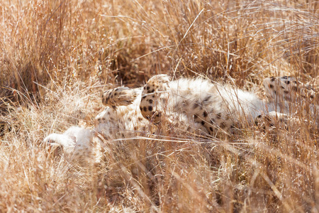 非洲猎豹躺在长草