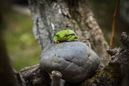 绿树蛙 雨蛙 Arborea 睡在石头上