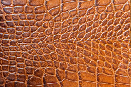 真正的鳄鱼图片