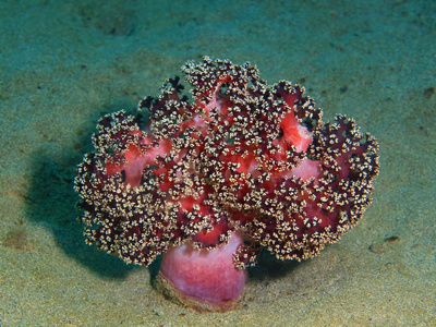 软珊瑚，菲律宾吕宋岛，阿尼洛