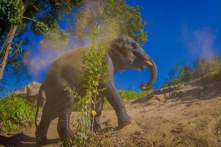 年轻的大象走近河岸, 在大自然中, 在大象丛林保护区, 在一个灿烂的阳光明媚的一天, 在泰国的蓝色天空