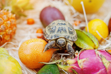 小坡面龟上新鲜的热带水果