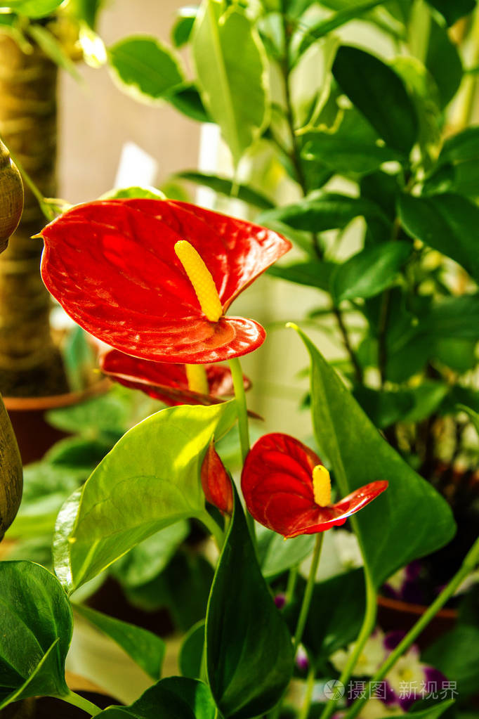 美丽的花室内红掌花卉