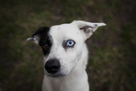 蓝眼惊犬画像