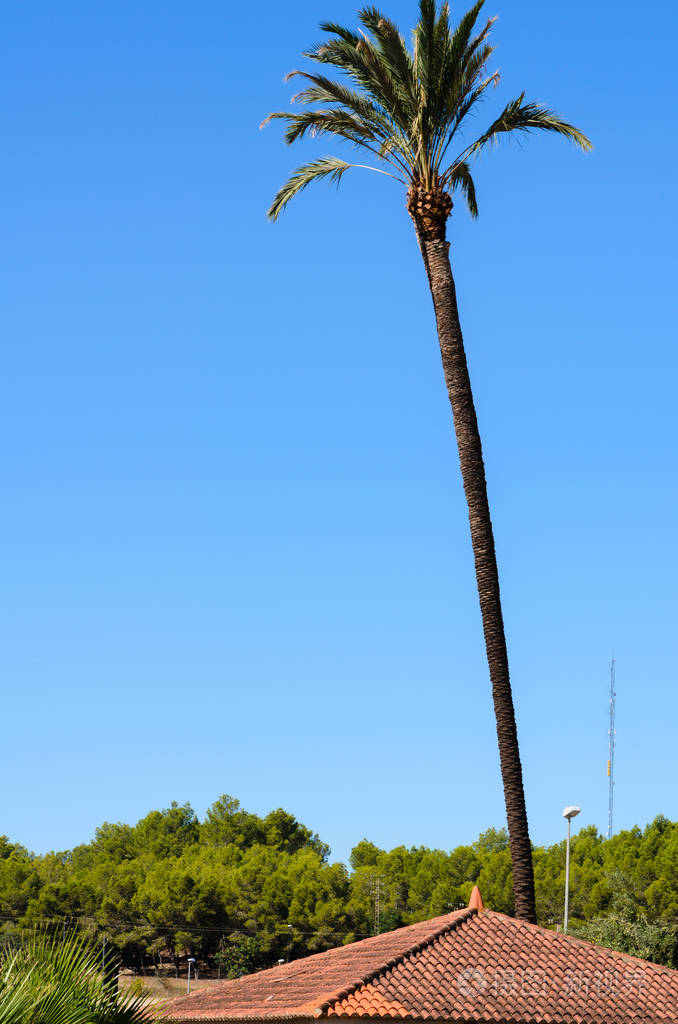 高大的棕榈树