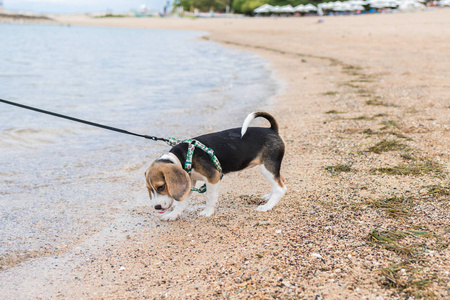 印尼巴厘岛热带海洋海滩小猎兔犬