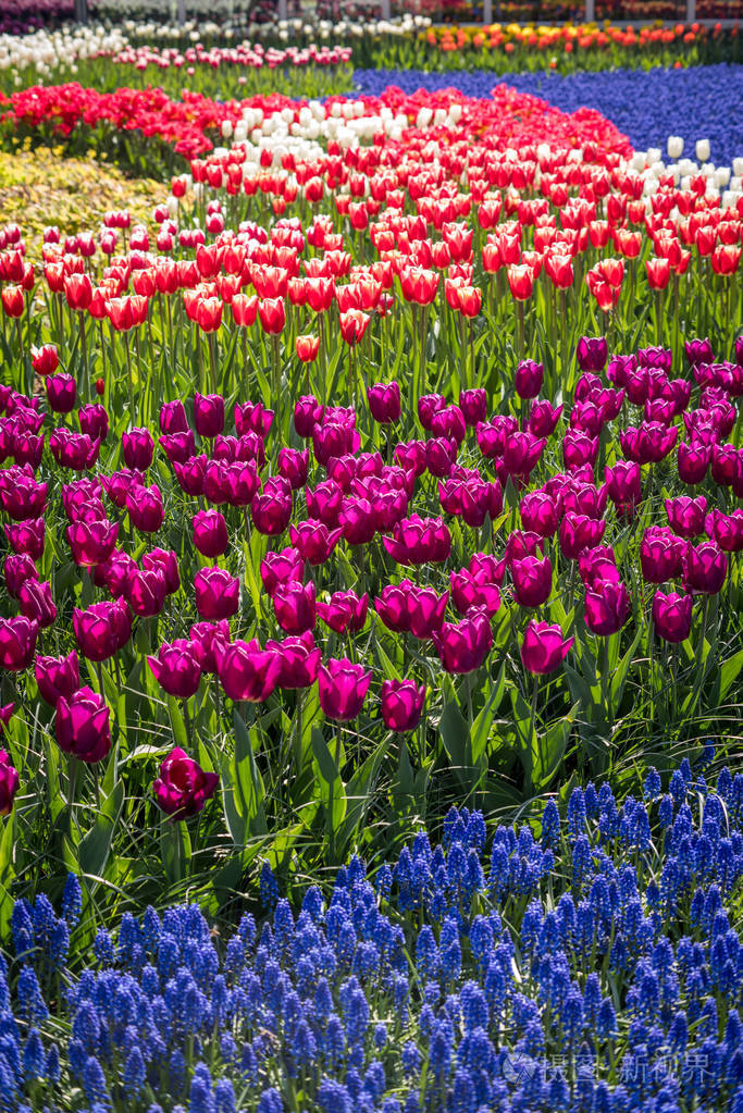 美丽的花丛照片-正版商用图片0o6465-摄图新视界