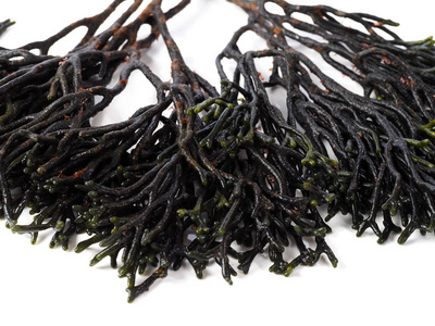 二项式名称: 刺松藻 tomentosum紫菜海藻藻类 noriedible 海藻的红