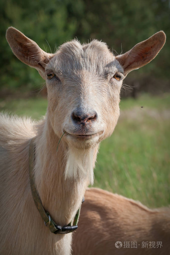 美丽的山羊与微笑的肖像