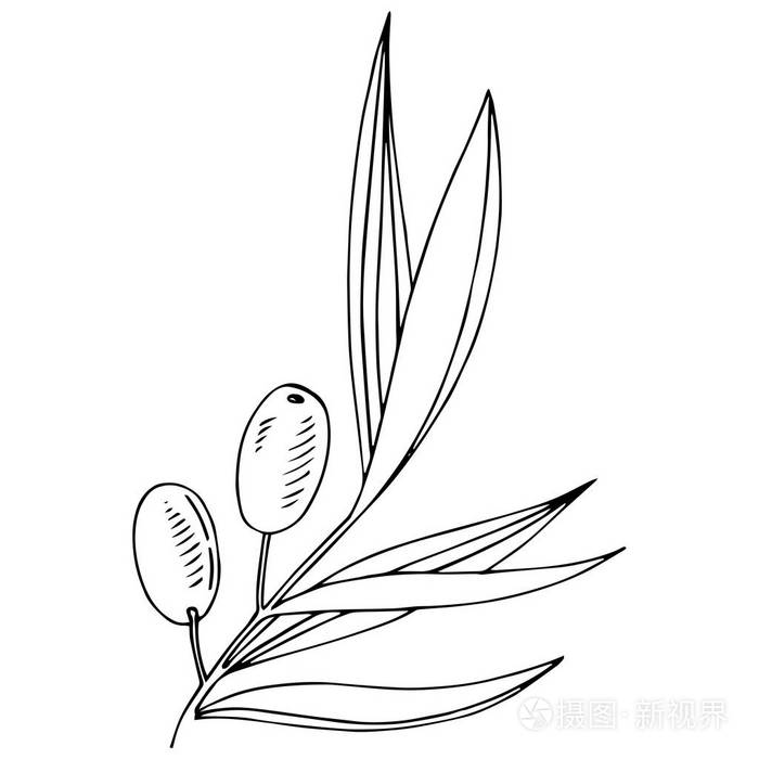 分离的矢量样式中的橄榄树