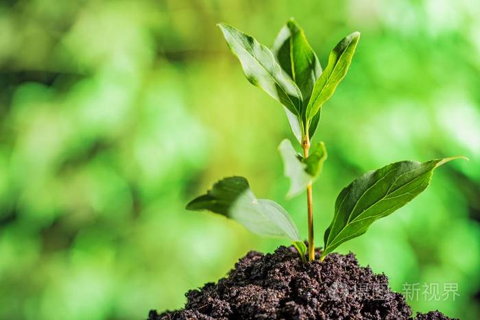 绿色的植物在土壤中的特写视图
