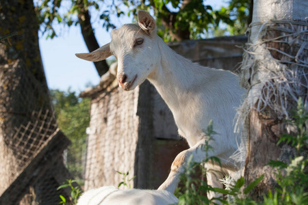 嬉戏的 goatling 在农庄