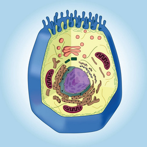 动物细胞在蓝色的背景下，结构的截面。生物学