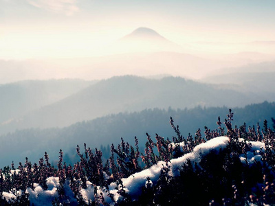 雪中墨红盛开的石南花布什在公园的悬崖上。丘陵乡村与长谷中满秋雾