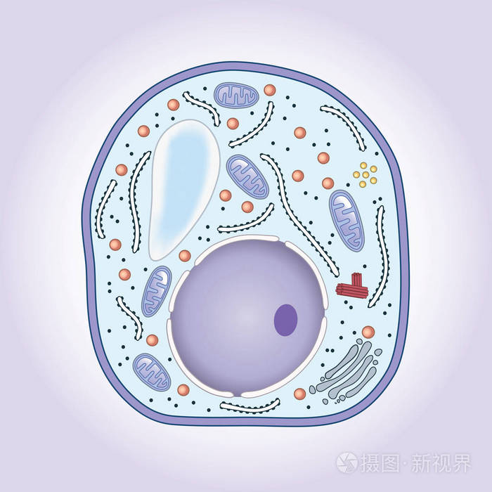 蘑菇细胞,结构截面.生物学