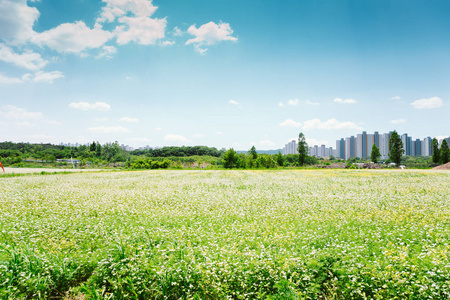 韩国春日荞麦田自然景观图片