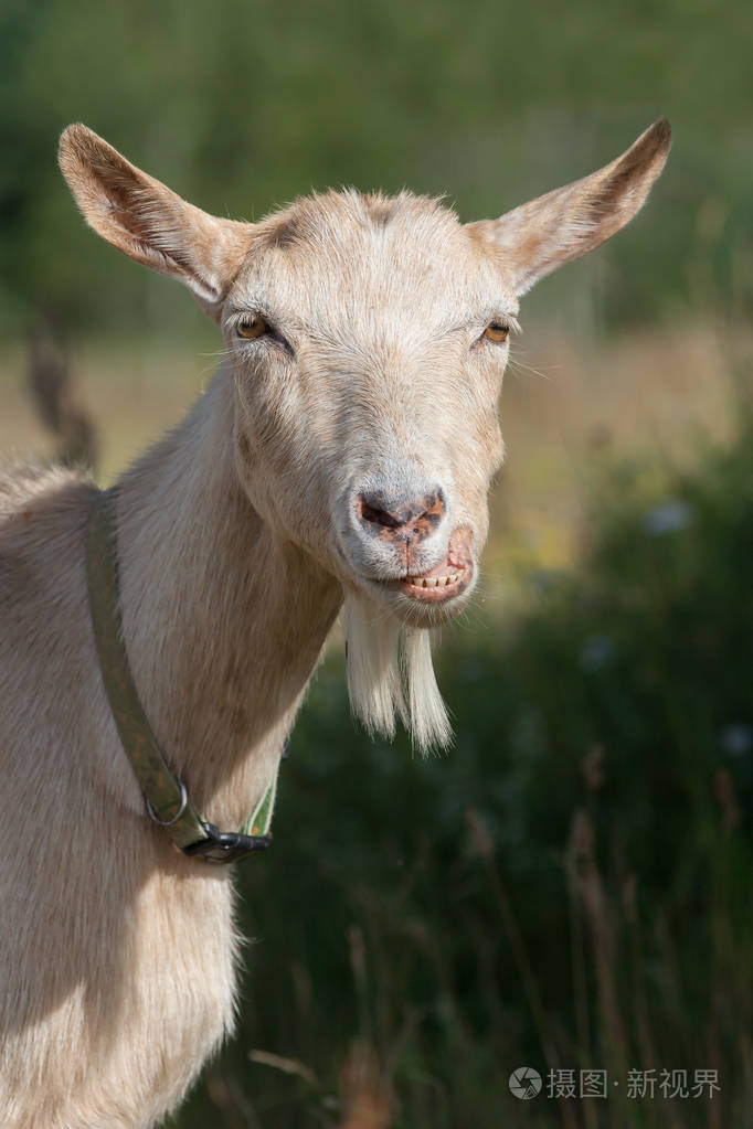 山羊的肖像和她滑稽的微笑