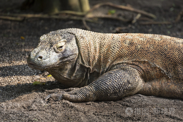 在世界最大蜥蜴科莫多龙