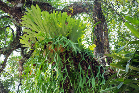 树上的鹿角蕨类植物照片