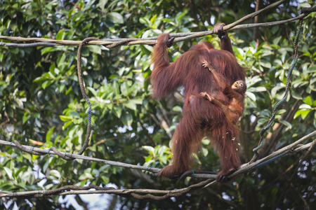 在印度尼西亚婆罗洲丛林里的猩猩