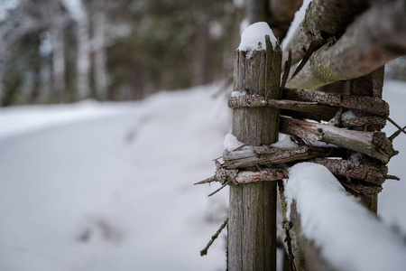 用雪 fench 树