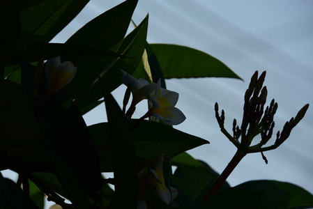 美丽的花园花朵。五颜六色的花朵带有抽象的光和散景的背景。春季正规花园。美丽的五颜六色的花朵花园